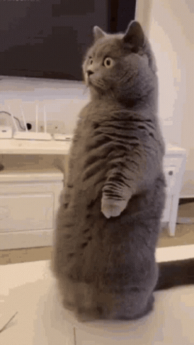 Gray Cat Standing On Table In Front Of TV GIF