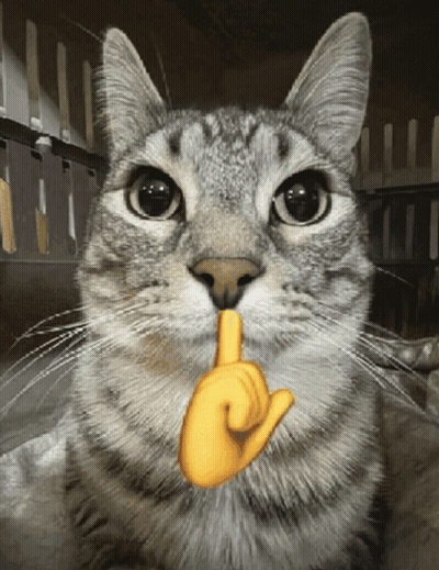 Gray Cat Touching Nose GIF