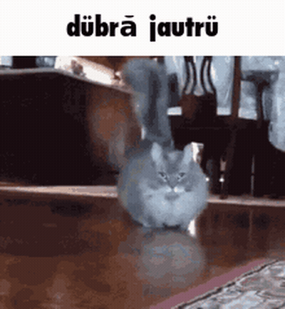Gray Cat Walking On Wooden Floor GIF