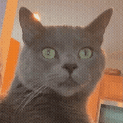 Gray Cat With Green Eyes Looking At Camera GIF