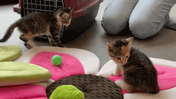 Gray Cats Kittens Play GIF