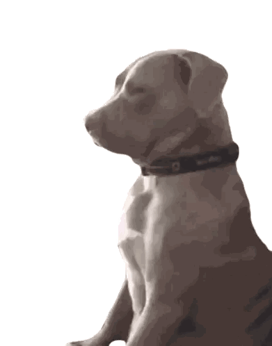 Gray Dog With Black Collar Sticker