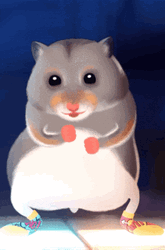 Gray Hamster Dance Dancefloor GIF