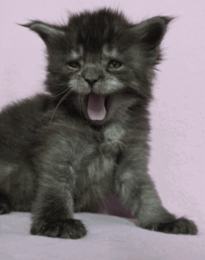 Gray Kitten With Mouth Open On Pink Surface GIF