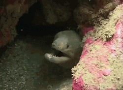 Gray Marine Eel Opening Mouth GIF