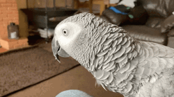 Gray Parrot Inside The House GIF