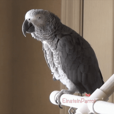 Gray Parrot Perched On Einstein Parrot Pole GIF