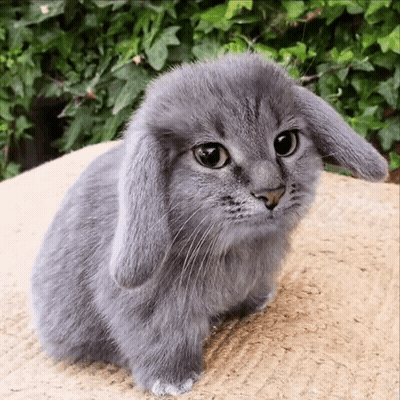 Gray Rabbit Sitting With Long Ears GIF