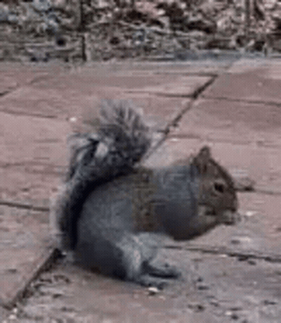 Gray Squirrel Sitting On Brick Sidewalk With Tail Up GIF