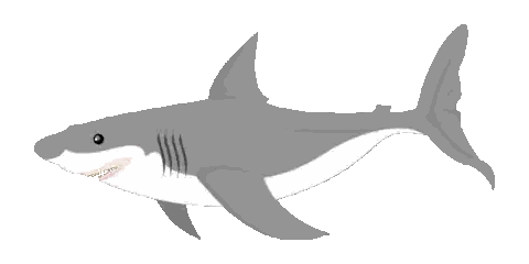 Gray White Shark With Sharp Teeth Sticker