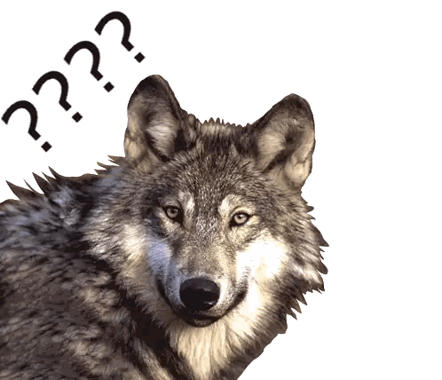 Gray Wolf With Question Mark Sticker