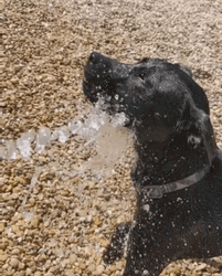 Great Dane Dog Aggressively Drink Water From Hose GIF