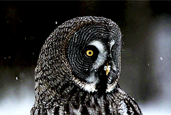 Great Grey Owl Animal
