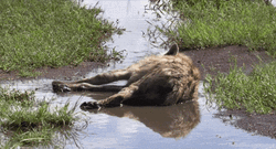 Great Migration Hyena GIF