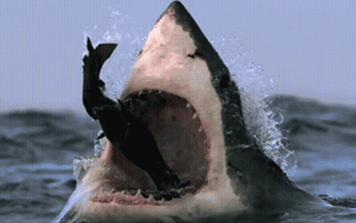 Great White Shark Eating Fish GIF