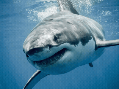 Great White Shark Smiling In Ocean GIF