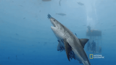 Great White Shark Swimming GIF
