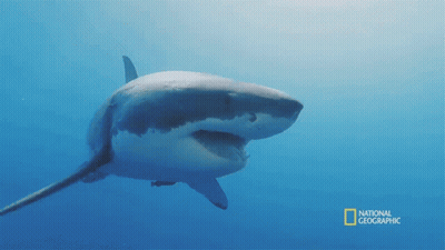 Great White Shark Swimming GIF