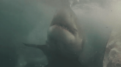 Great White Shark Swimming GIF