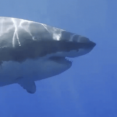 Great White Shark Swimming GIF