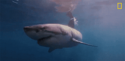 Great White Shark Swimming GIF