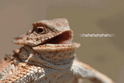 Greater Short-Horned Lizard Hehe GIF