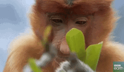 Greedy Brown Monkey Eating Leaves GIF