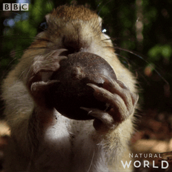 Greedy Squirrel Eating Whole Nut GIF
