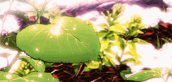 Green Aesthetic Anime Leaf Dewdrop