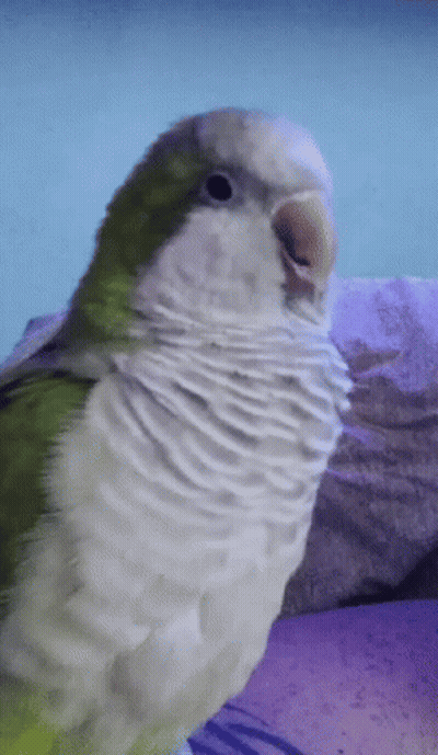Green And White Parrot Sitting On Purple Pillow GIF