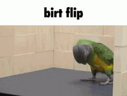 Green And Yellow Bird Flip GIF