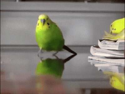 Green And Yellow Parakeet Standing On Table Next To Books GIF