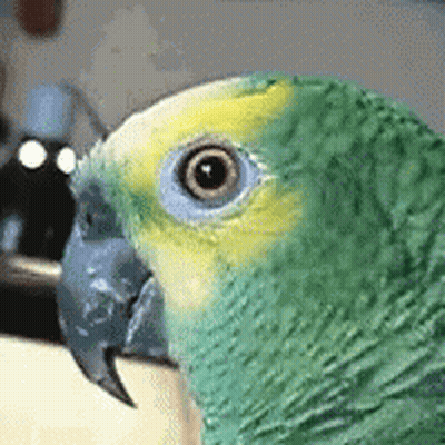 Green And Yellow Parrot Close Up GIF