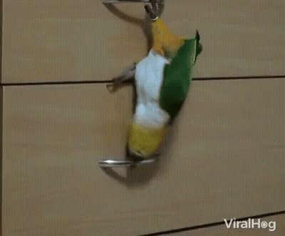 Green And Yellow Parrot On Dresser Door GIF