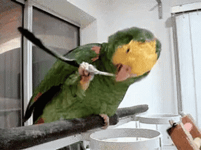 Green And Yellow Parrot Sitting On Branch GIF