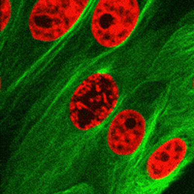 Green Background With Red Circles And Green Circle GIF