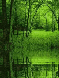 Green Big Swamp GIF