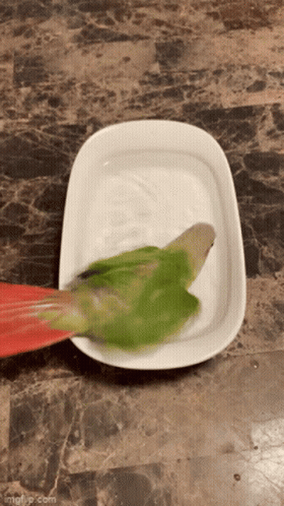 Green Bird Sitting on Plate