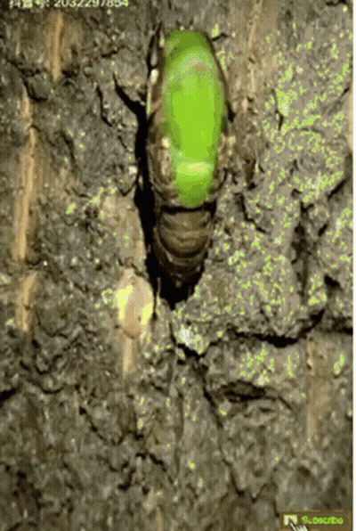 Green Bug Crawling On Rock GIF