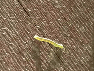 Green Bug On Wooden Surface GIF