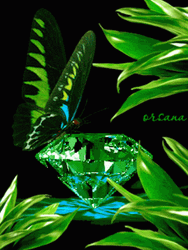 Green Butterfly And Crystal Diamond