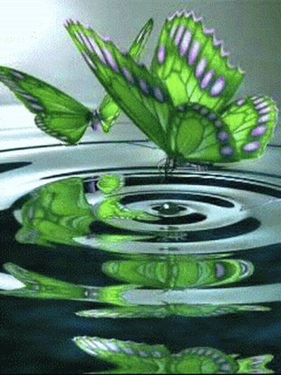 Green Butterfly On Circle Of Water GIF