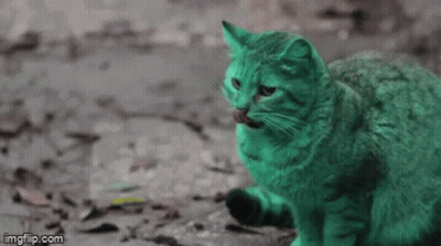 Green Cat Sitting On Ground Looking GIF