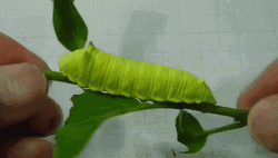 Green Caterpillar On A Stem