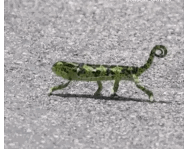 Green Chameleon Crossing Road Sticker