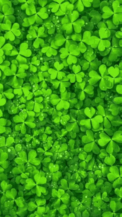 Green Clovers Growing In Grass GIF