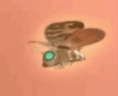Green Eye Moth Flying On Pink GIF