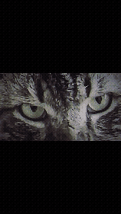 Green Eyed Cat GIF