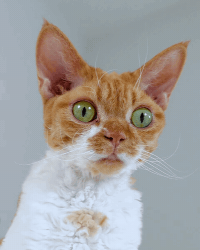 Green Eyed Cat Looking At Camera GIF