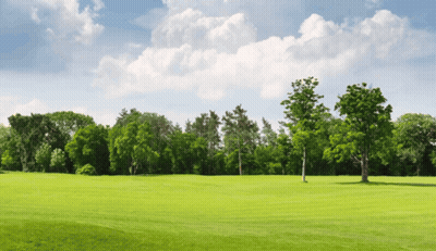 Green Field With Trees And Blue Sky GIF